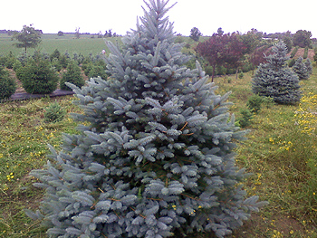 Large Spruce Tree
